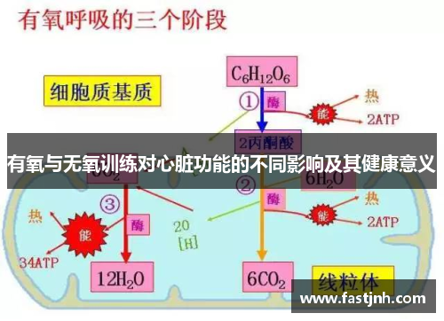 有氧与无氧训练对心脏功能的不同影响及其健康意义